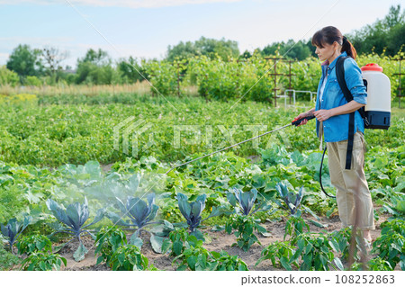 Gardener woman with spray backpack spraying blue cabbage plants in garden 108252863