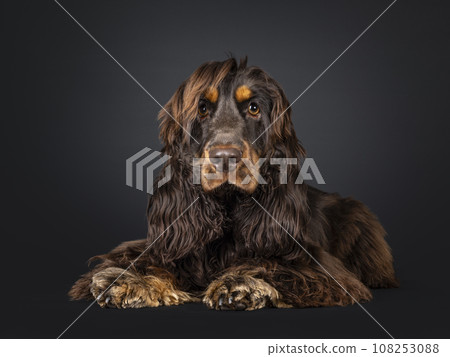 Cocker Spaniel on black background Cocker Spaniel on black background 108253088