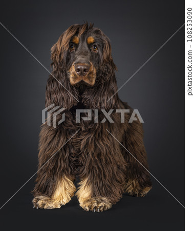 Cocker Spaniel on black background Cocker Spaniel on black background 108253090