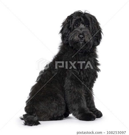 Labradoodle on white background 108253097