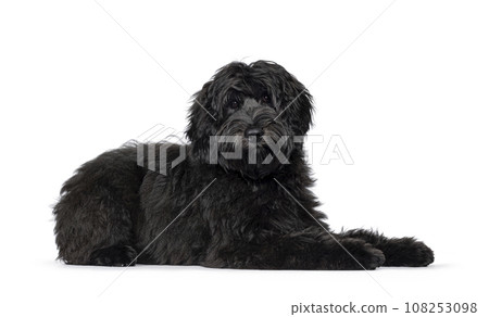 Labradoodle on white background 108253098