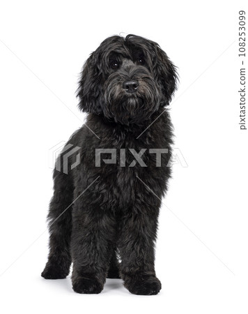 Labradoodle on white background 108253099