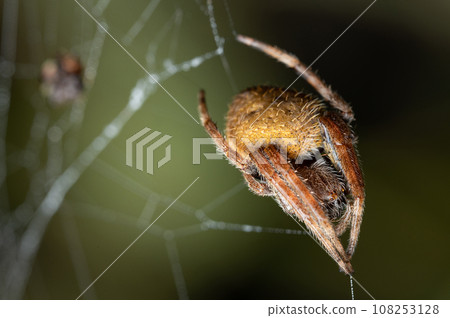 Macro of yellow hairy spider Macro of yellow hairy spider 108253128