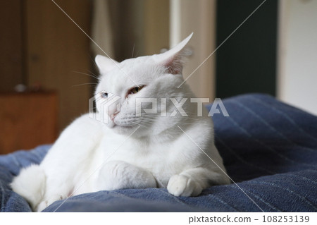 Khao Manee Cat 108253139