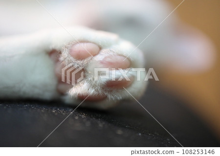 The Cat Paw 108253146