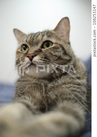 Adult Tabby Cat 108253147