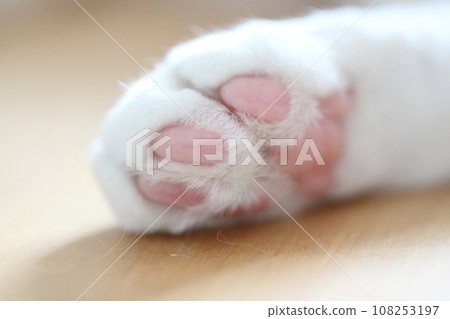 The Cat Paw 108253197