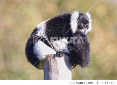 Endemic Black-and-white ruffed lemur Endemic Black-and-white ruffed lemur 108253242