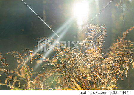 Delicate fern leaves will captivate the eye with their elegance Delicate fern leaves will captivate the eye with their elegance 108253441