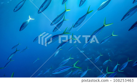 津布里 01_禦倉島_20231027 108253463