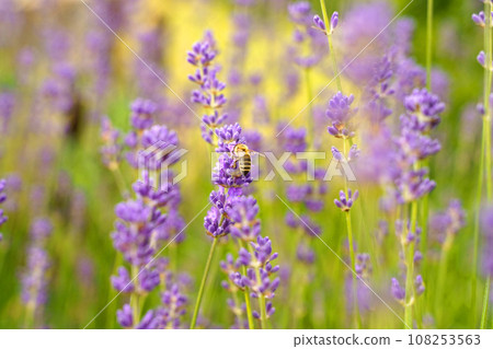 A bee pollinates a flower of a lavender plant A bee pollinates a flower of a lavender plant 108253563