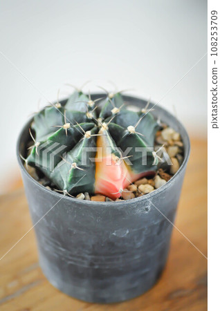 cactus, Coryphantha or Coryphantha Elephantidens or bicolor cactus cactus, Coryphantha or Coryphantha Elephantidens or bicolor cactus 108253709