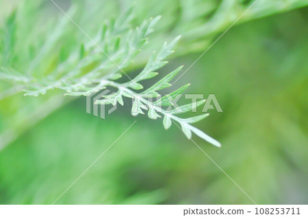 fern ,Golden Moss or Chain Fern 108253711