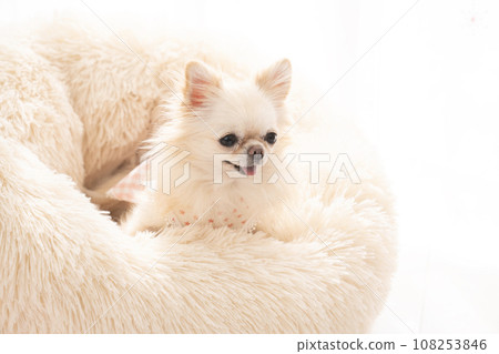 Chihuahua Leia in a white bed 108253846