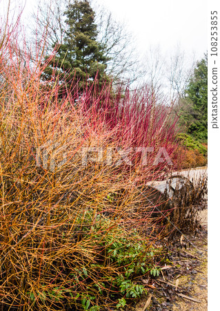 倫敦郊區里士滿公園的秋天植物變成紅色和黃色 108253855