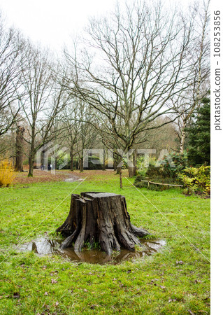 倫敦郊區里士滿公園,公園裡的一個大樹樁變成了樹枝 倫敦郊區里士滿公園,公園裡的一個大樹樁變成了樹枝 108253856