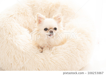Chihuahua Leia in a white bed 108253867