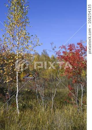Autumn forest with a young birch, a tree with red foliage and a house in the depths Autumn forest with a young birch, a tree with red foliage and a house in the depths 108254135