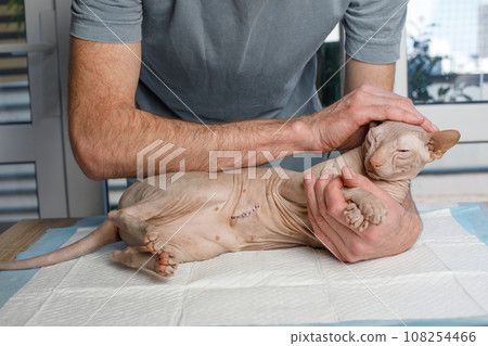 Professional vet examining and cuddling a pet on the examination table, veterinary clinic concept 108254466