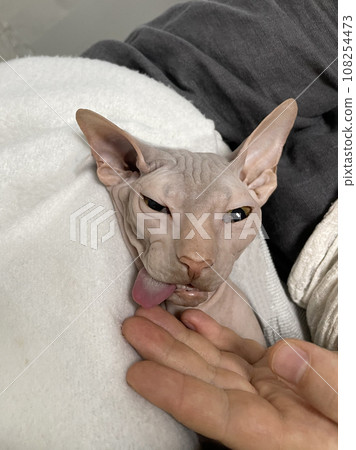 Cat after neutering spaying. Vet and animal concept 108254473
