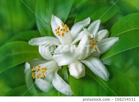 White orange tree flowers and buds bunch on the blurred textured garden background White orange tree flowers and buds bunch on the blurred textured garden background 108254531