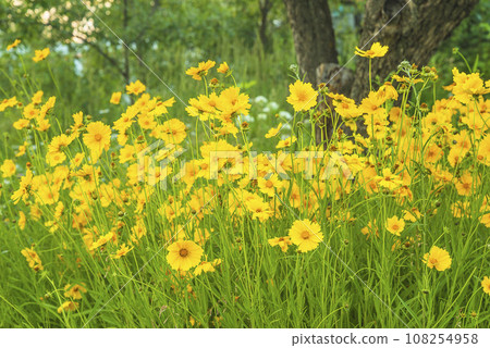 Yellow daisies on the summer lawn 108254958