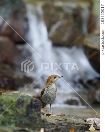 Honto wo iguge Honto wo iguge 108255017