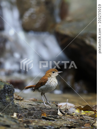 Honto wo iguge Honto wo iguge 108255019