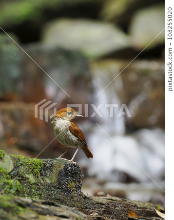 Honto wo iguge 108255020