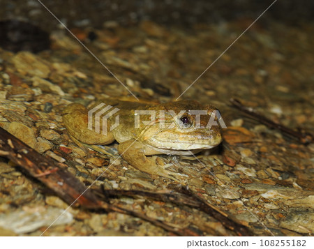 Female frog Female frog 108255182