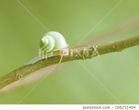 Aominookatanishi 108255404