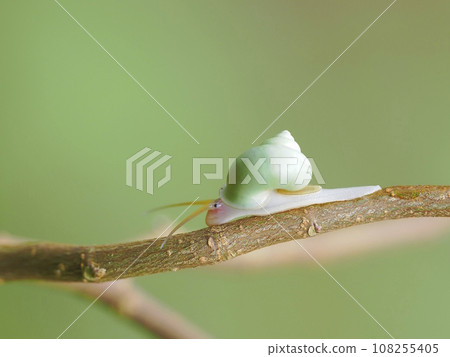 Aominookatanishi 108255405