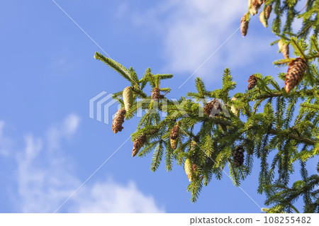Fir-tree branches with cones. Evergreen spruce trees in a wild forest. 108255482