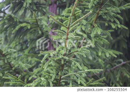 Fir-tree branches. Evergreen spruce trees in a wild forest. Fir-tree branches. Evergreen spruce trees in a wild forest. 108255504