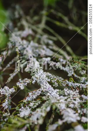 Lichen on the fir-tree branches. Evergreen spruce trees in a wild forest. 108255514