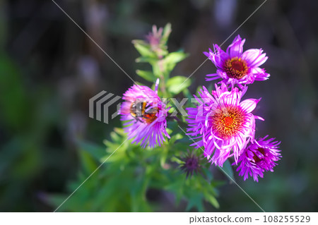 Purple aster flowers in bloom in autumn day. Purple aster flowers in bloom in autumn day. 108255529