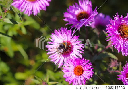 Purple aster flowers in bloom in autumn day. 108255530