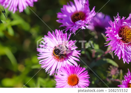Purple aster flowers in bloom in autumn day. Purple aster flowers in bloom in autumn day. 108255532
