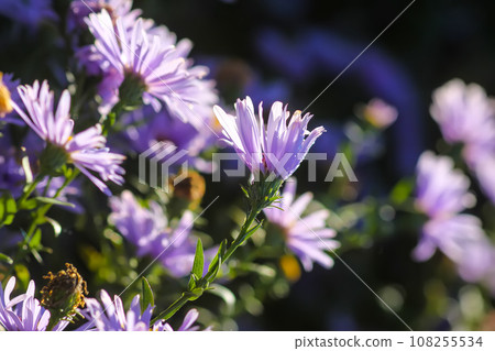 Purple aster flowers in bloom in autumn day. Purple aster flowers in bloom in autumn day. 108255534