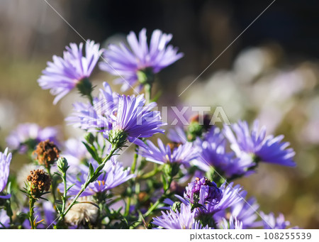 Purple aster flowers in bloom in autumn day. Purple aster flowers in bloom in autumn day. 108255539