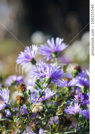 Purple aster flowers in bloom in autumn day. Purple aster flowers in bloom in autumn day. 108255540