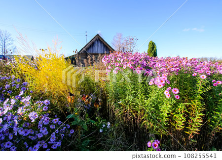 Bright flowers in bloom in autumn day. Autumn nature details in the countryside. 108255541