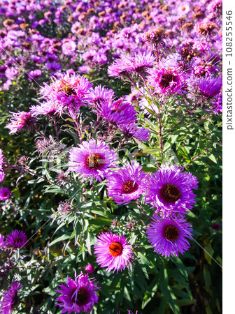 Purple aster flowers in bloom in autumn day. 108255546