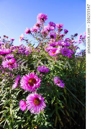 Purple aster flowers in bloom in autumn day. Purple aster flowers in bloom in autumn day. 108255547