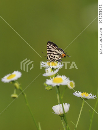 Madara ruri swallow 108255981