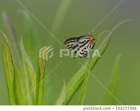 Madara ruri swallow 108255986