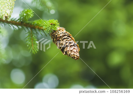Close up of the fir-tree branches in a wild forest. Close up of the fir-tree branches in a wild forest. 108256169
