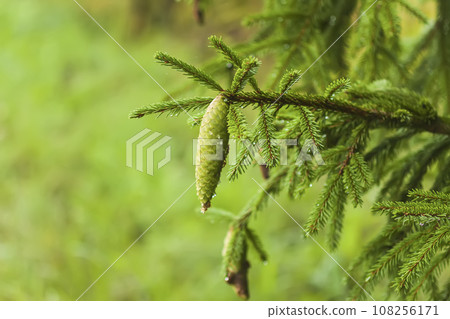 Close up of the fir-tree branches in a wild forest. 108256171