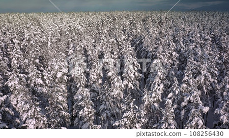 Snow-covered Nordic spruce forest seen from above during winter. Aerial shot. 108256430