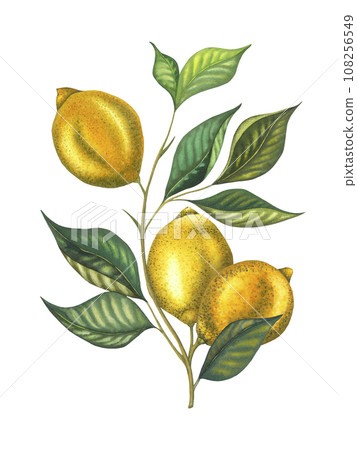 Watercolor lemon branch with leaves and lemons. Hand painted fresh yellow fruits isolated on white background. Fresh fruits illustration for design, print, fabric, decor Watercolor lemon branch with leaves and lemons. Hand painted fresh yellow fruits isolated on white background. Fresh fruits illustration for design, print, fabric, decor 108256549